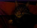 cats that lick me funny cat cats that lick me funny cat