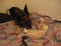 kimbo-slice-vs-zoe-part-2-kitten-german-shephard.html