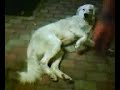 stupido cane stupido cane
