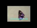 Amethyst - 20.59 ct.