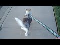 Copper goes for a walk Copper goes for a walk