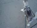 Copper goes for a walk