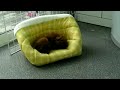 toy-poodle red