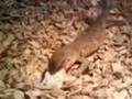 videos de My baby bosc monitor eating.3gp