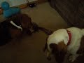 Angry Bassets