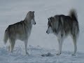 eight below - antartica prisoniers du froid eight below - antartica prisoniers du froid