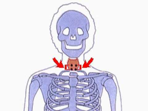 How the Body Works : The 4 ...