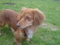 Tiere