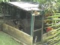 Beagle Escape