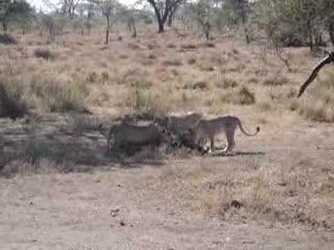 africa female lions kill zebra lion hunt