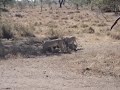 africa female lions kill zebra lion hunt