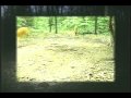 deer fights bucks sparr and other deer action deer fights bucks sparr and other deer action
