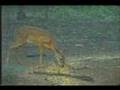 deer fights bucks sparr and other deer action