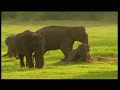 SRI LANKA - Pearl of the Indian Ocean - Part 3 SRI LANKA - Pearl of the Indian Ocean - Part 3