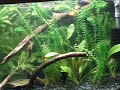 20 Gallon Angelfish Aquarium 9.21.07