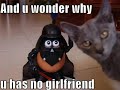 Very Funny Cats 78