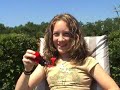 Ruby-throat Hummingbird Clips 4
