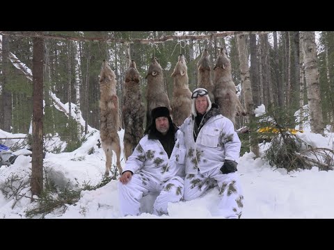 Wolf hunting 2024-2