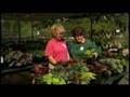 Great Gardens: Manito Plant Sale