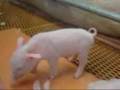 Pigss