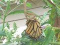 Praying Mantis/Crunchy Butterfly