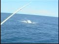 blue-marlin-impales-womans-breast-implant.html