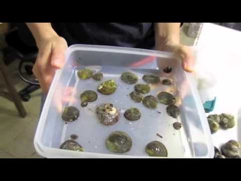 how to collect snails