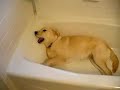 Zoey in the tub 2
