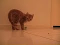Garfield 3 ? - Our new kitten Garfield 3 ? - Our new kitten