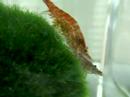 marimo