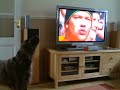 Trefor the singing Spaniel