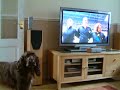 Trefor the singing Spaniel Trefor the singing Spaniel