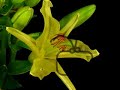Lily blooms and rots time lapse