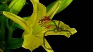 Lily blooms and rots time lapse
