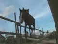 pouliche saut liberte pouliche saut liberte