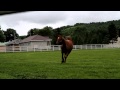 I'll Have Another shows off - YouTube