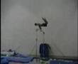 The 5 craziest gymnastics skills ever!