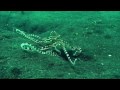 Mimic Octopus - Lembeh Straits