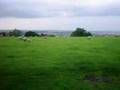 Sheep Above Farndon And View Of Harborough