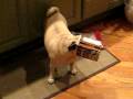 videos de Tootsie looking for the bottom of the Ice Cream Carton