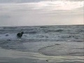 Met Bluf naar het strand