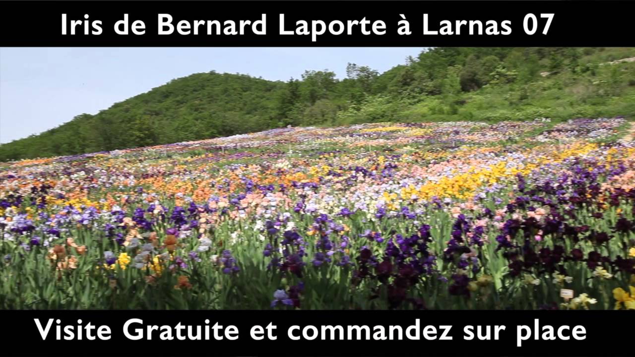 champ-iris-larnas-ardeche