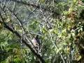 videos de (#309 L&M-YAP) A BIRD FULL OF AEROS