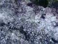 100 feet dirtbike jump