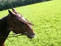 Cooldown Ride Round the Hayfield