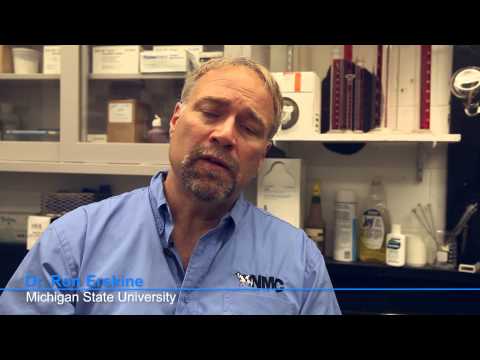 how to cure udder rot in cows