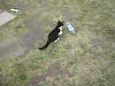 Cat and Bottle