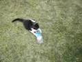 Cat and Bottle