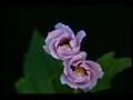 A rose of sharon - flowering1