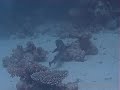 White tip reef sharks